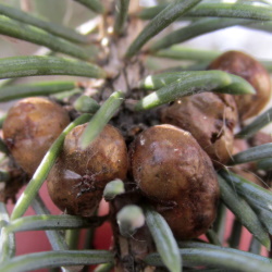 Physokermes piceae